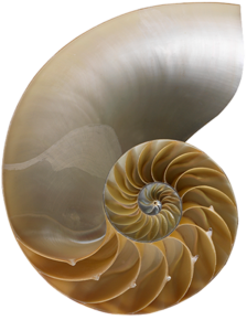 nautilus facing up