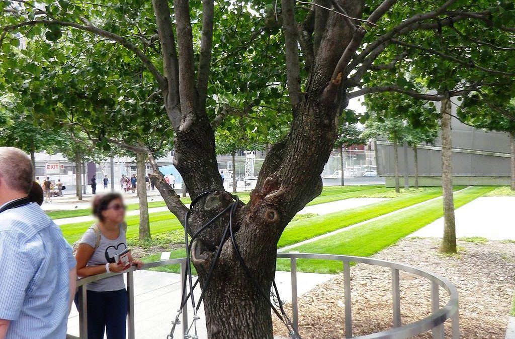 Finding God in Everyday Places: Survivor Tree Resilience Symbolizes Hope