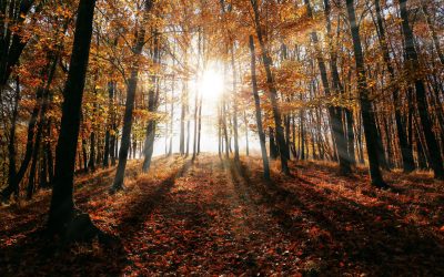 Mid-Autumn Reflections: Contemplating the Divine in Nature